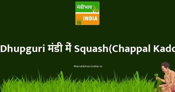 Squash(Chappal Kadoo) भाव